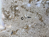 BQ9310 SILVER SEA