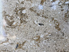 BQ9310 SILVER SEA